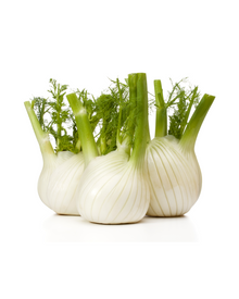 Fennel