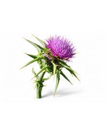Milk Thistle